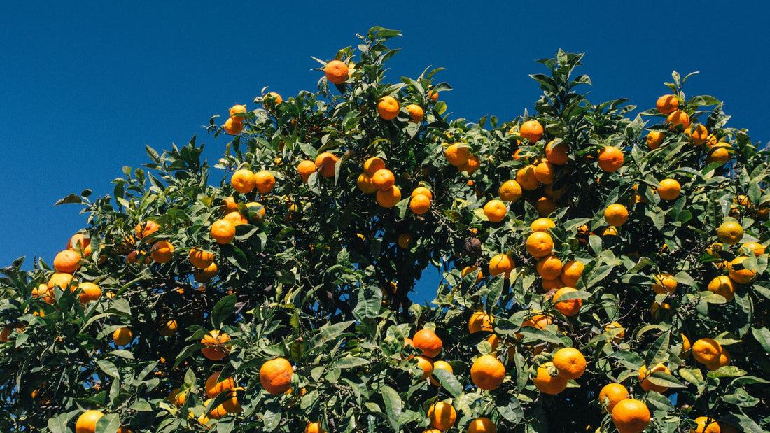 The Complete Guide to Plant Food: How to Choose the Right Fertilizer for Healthier, Stronger Plants