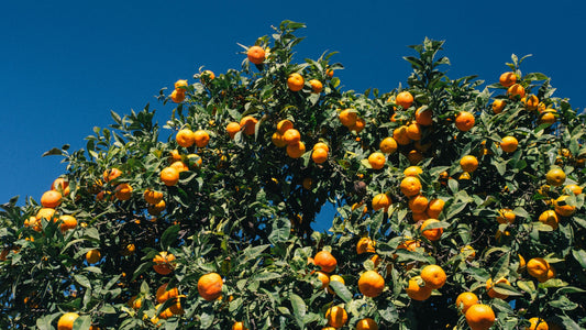 The Complete Guide to Plant Food: How to Choose the Right Fertilizer for Healthier, Stronger Plants
